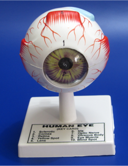 Model of Human eye