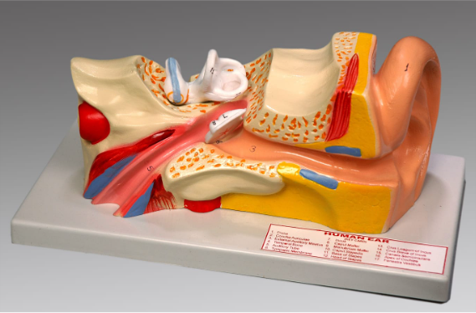 Model of Ear