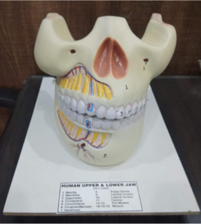 Model of Human 2 Jaws 