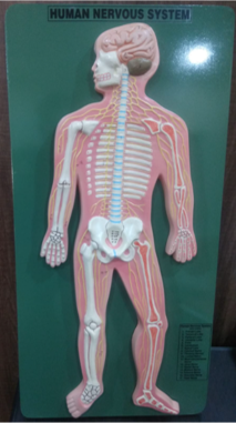 Model of Human nervous system 