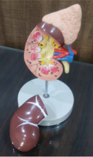 Model of Kidney