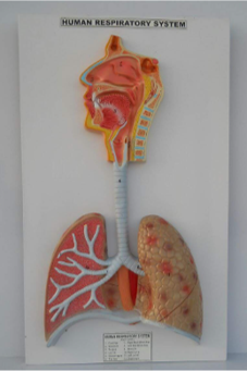 Model of Respiratory system 