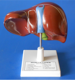 Model of the Liver 