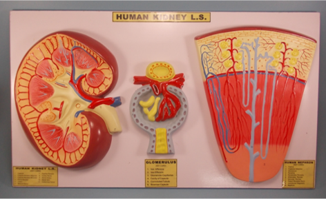 Model of Nephron in kidney 