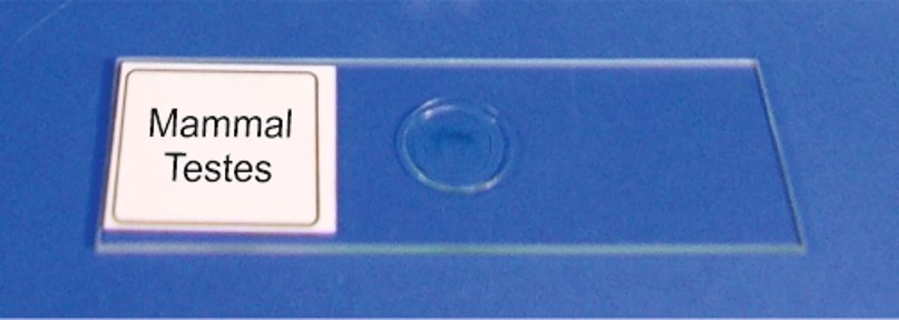 Microscope Prepared Slides