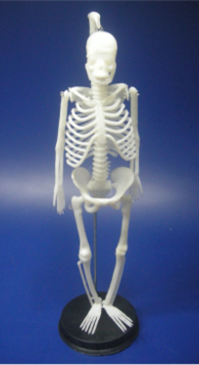Model Human Skeleton 