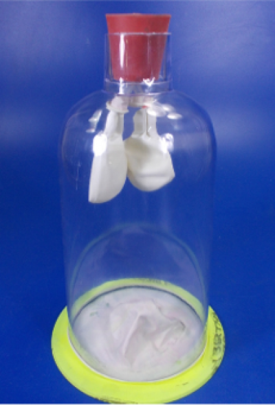 Model of functional lung