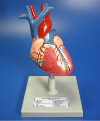 Model of Heart