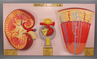 Model of Nephron in kidney 