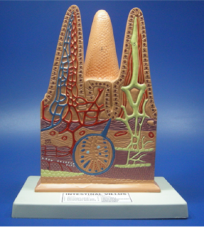 Model of Villi 