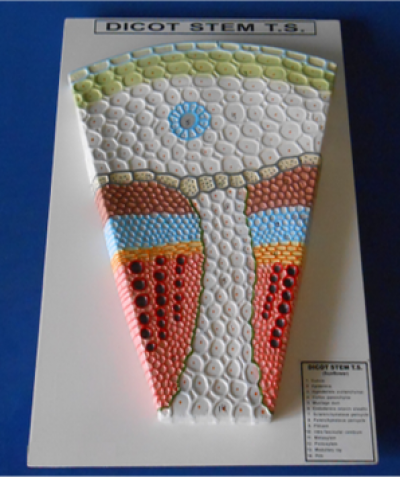 Model of Plant Stem Dicot 