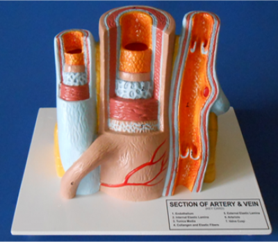 Model of Veins and Arteries in the human body
