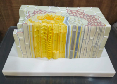 Model of Phloem and Xylem in a dicot plant