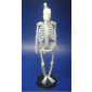 Model Human Skeleton 