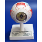 Model of Human eye