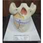Model of Human 2 Jaws 