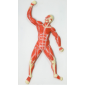 Model of Muscular 