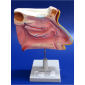 Model of the Nose 