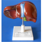 Model of the Liver 