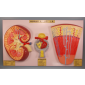 Model of Nephron in kidney 