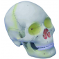 Model of the Skull