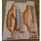 Model of Ascaris worm male and female 