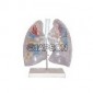 Human Lung Segment, Transparent