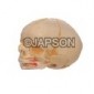 Human Skull Model, Infant