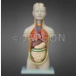 Human Torso Model, Mini