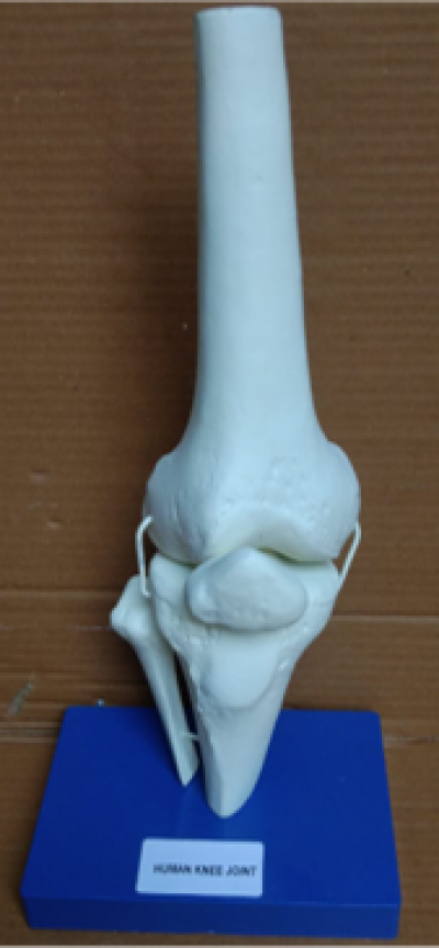 Model of Knee