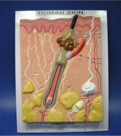 Model of Longitudinal section in skin