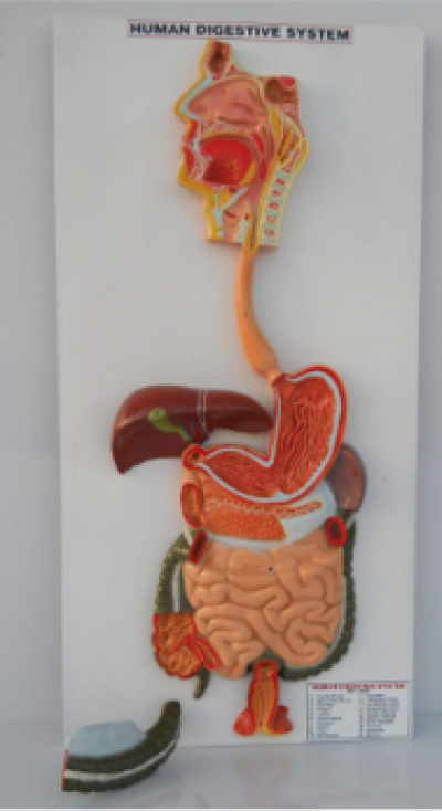 Model of Digestive system