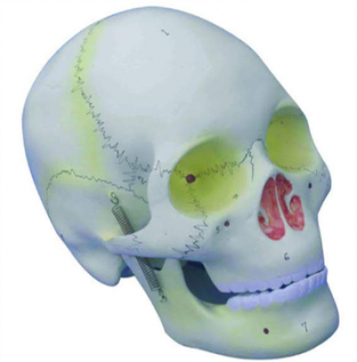 Model of the Skull