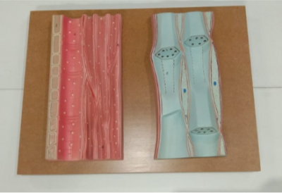 Model of Phloem and Xylem 