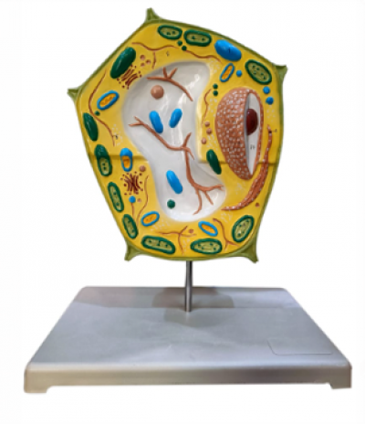 Model of Plant cell 