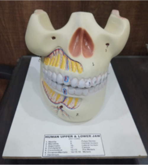 Model of Human 2 Jaws 