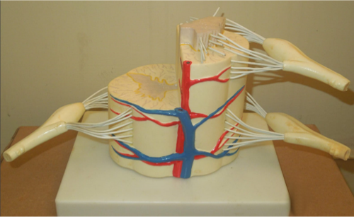 Model of the Spinal cord 