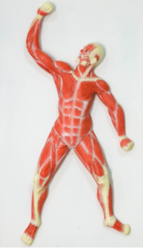 Model of Muscular 