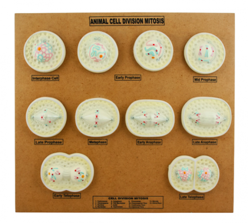 Model of Animal Cell division Mitosis 